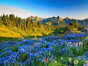 Concrete Sidewalks Stamped Concrete