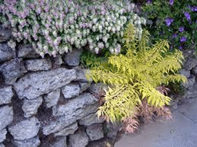 decorative concrete Springfield